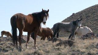 The Story of Americas Wild Horses and Burros