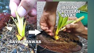 SAYAT MAWAR BONSAI KELAPA AGAR DAUN KECIL CUT ROSES COCONUT BONSAI SMALL LEAVES