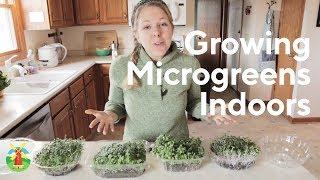 How to Grow Microgreens at Home