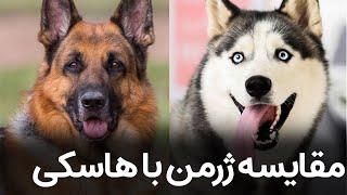 مقایسه ژرمن با هاسکی - سگ برتر