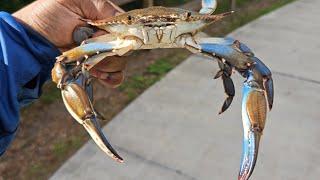 Blue Crabs**Catch Clean & Cook**Easy Crabbing Methods
