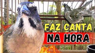 🟢FAZ CANTAR SEU TRINCA FERRO MELHOR VÍDEO PARA ESQUENTA TRINCA FERRO FRIO COM TRINCA FERRO CANTANDO🟢