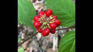 Hunting Ginseng how its done