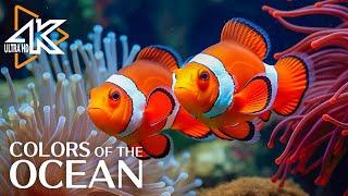 Aquarium 4K Enchanting Coral Reef Fish - Peaceful Meditation and Sleep Music