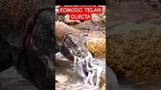 KOMODO TELAN GURITA#komodo #animals #komodoisland #labuanbajo #ntt #komodonationalpark #indone