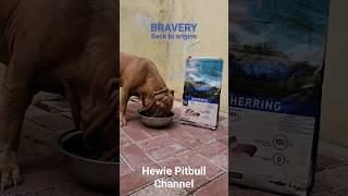 LAHAP BANGET  BRAVERY DOG FOOD   SUPER PREMIUM UNTUK ANABUL KESAYANGAN #hewiepitbull  #dog