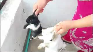 lady rabbit slaughter