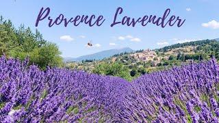 Lavender Fields of Provence France  Sault