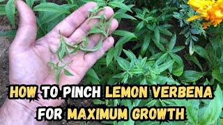 How to Pinch Lemon Verbena for Maximum Growth #lemonverbena #gardening #gardeningtips #gardentips