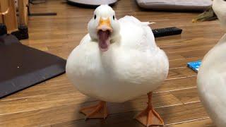 Our Pet White Call Duck Quacking Quacking