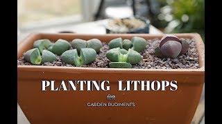 Planting Lithops