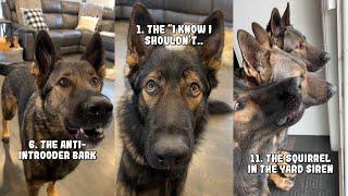 20 Sounds A German Shepherd Makes