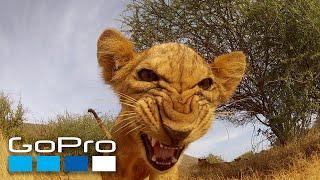 GoPro Top 10 Animal Encounters