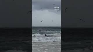 A hungry shark has left a group of Aussie fishermen empty-handed after managing to steal their catch