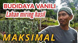 TANAM VANILI - POTENSI BESAR VANILI DI LAHAN MIRING