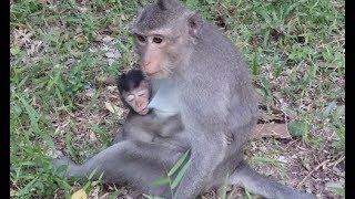 Baby monkey serious deep drowsy for breast sucking mother breast feeding to weak baby