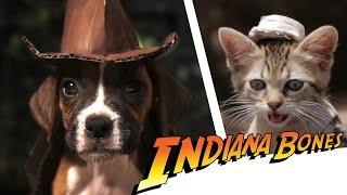 Indiana Bones - Raiders of the Lost Bark