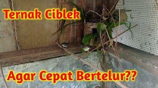 Cara Ternak Ciblek Bagi Pemula Agar Cepat Bertelur