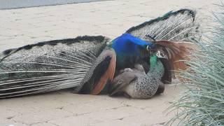 Peacock Mating 17