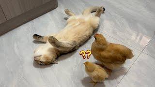 The chick suspected that the kitten was dead and was very sadFunny and lovely animal video.cute pet