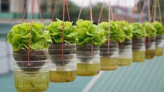 Hanging Garden Growing Lettuce Without Watering High Productivity