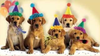 Cute Dogs Bark the Happy Birthday Song