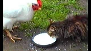 Кошка и курица пьют молоко Cat and chicken drink milk