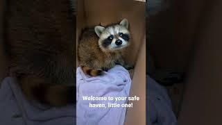 Adorable baby raccoon meets rescuer A day in the life of a Wildlife Rehabber. #Shorts