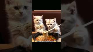 mission impossible #videolucu #cat #kucinglucu #kucing  #funny #tingkahlucukucing #catlover