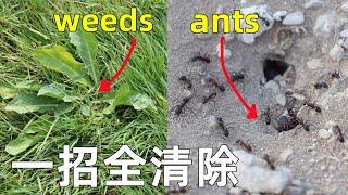 Weeds and Ants are ALL GONE at NO cost 彻底清除杂草和蚂蚁 用这招省下一个亿！效果太好了！