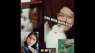 WELCOMING KISS Anak Anak Bulu Anjing POODLE Lucu 