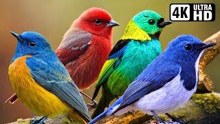 Nature Birds Sounds For Relaxing  Most Amazing Birds of the World  Stress Relief  No Music
