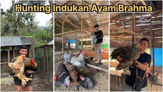 Hunting indukan ayam Brahma di peternakan ayam hias