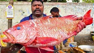 KASIMEDU  SPEED SELVAM  BIG RED SNAPPER FISH CUTTING VIDEO  IN KASIMEDU  FF CUTTING 