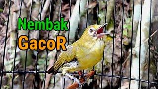 Pleci Gacor Merangsang Pleci Nembak