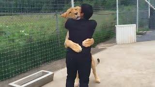 Lion Sees Her Adoptive Dad After 10 Years..