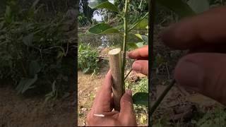 Connecting Lime to orange trees is guaranteed to be 100% successful #graftingtechnique #lime