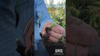 David Domoney AMES Garden Tips - Dig out the roots of weeds