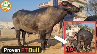 Progeny Tested #Murrah Bull पहले बयात की #बेटियों का दूध 16-17किलो.Sukhdev kaithal 9729214090