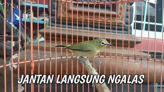 pleci betina bikin jantan ngamuk