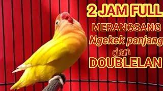 masteran merangsang lovebird ngekek panjang doblelan  pancingan lb full ngekek 2 jam