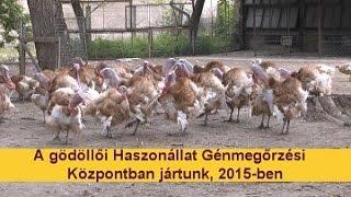 A gödöllői Haszonállat Génmegőrzési Központban jártunk 2015-ben