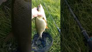 жерех #fishing#рыбалка#shortvideo