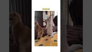 What is bro doin  #cat #cats #viral #cute #funny #fyp #shorts #short