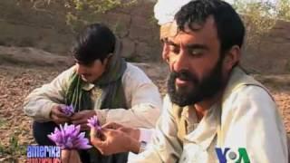 Afgoniston qishloq xojaligi - Afghanistan agriculture
