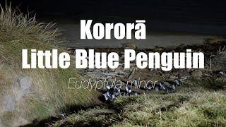 Wild New Zealand The Little Blue Penguin