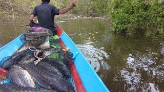 NAJUR DI DANAU BELANGIRAN YANG MASIH DI HUNI IKAN TOMAN BABON