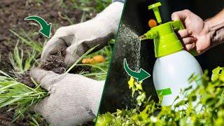 Effective Weed Control Pulling Weeds vs. Spraying