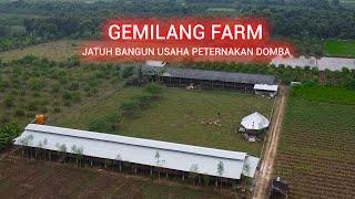 SUKSES TERNAK DOMBA DORPER VAN ROOY & AWASSI  GEMILANG FARM