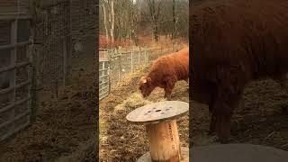 NAUGHTY BULL #homestead #bull #cows #highlandcattle